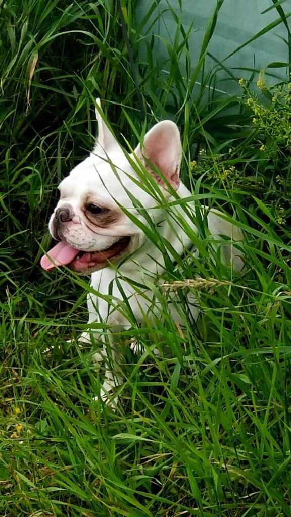 A white frenchie sitting next to a building in the grass panting