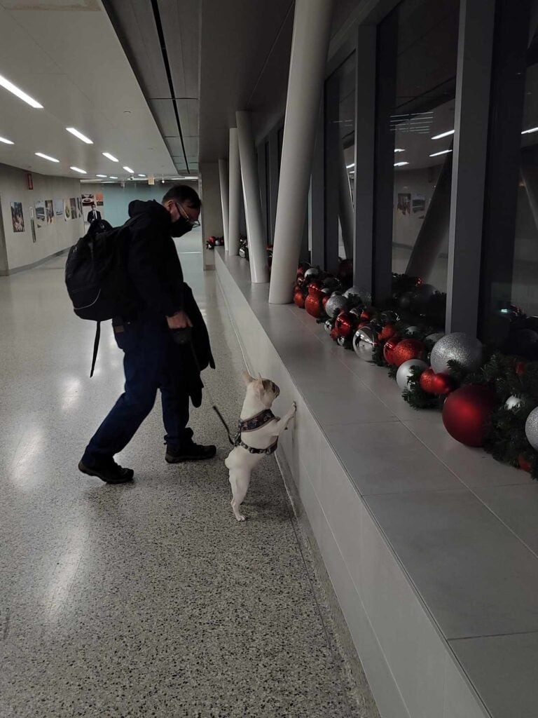 A man at the airport wearing a backpack with a white french bulldog investigating a display of large Christmas ornaments on a shelf