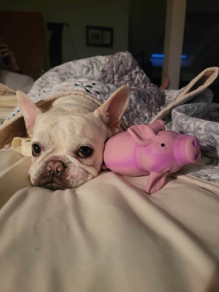 A white frenchie under the covers next to a pink latex pig toy