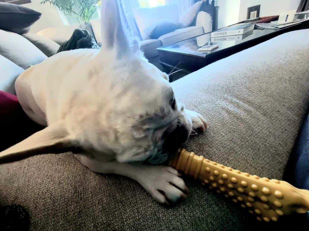 A white frenchie chewing a yellow nylabone