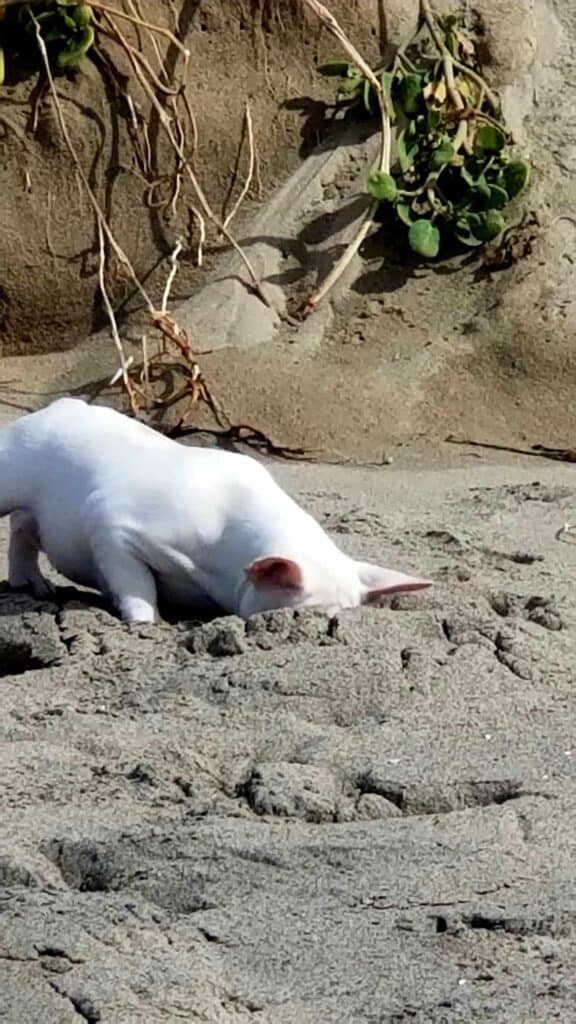 A white frenchie digging a hole in the sand on the beach