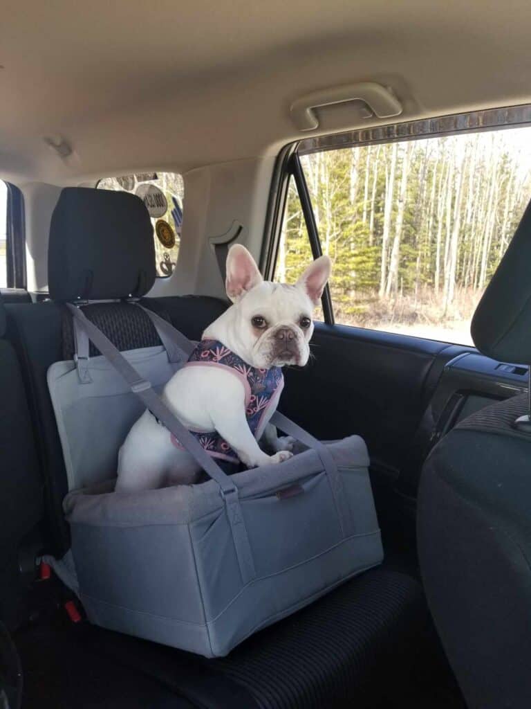 A white frenchie in a blue and pink harness standing in a grey carseat