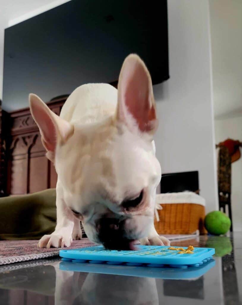 A white frenchie licking peanutbutter off a blue silicone mat