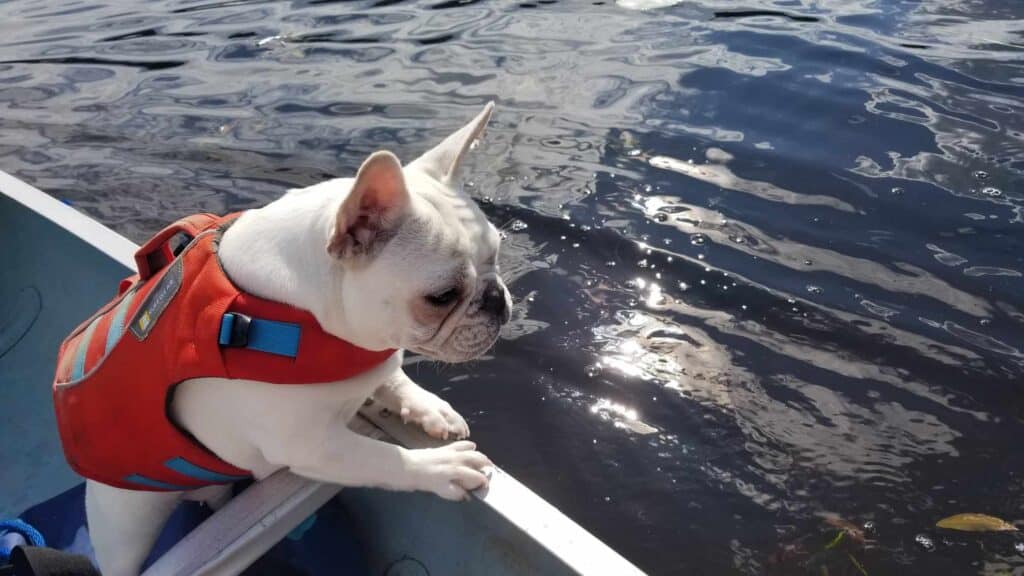 A white frenchie in a red and blue Ruffwear life vest looking over the side of a canoe at the lake