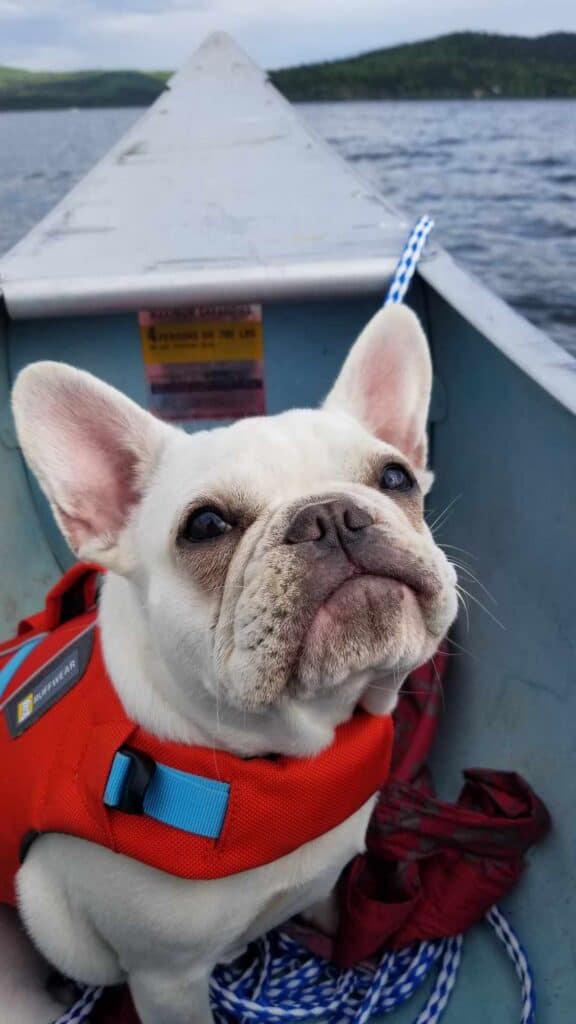 A white frenchie in the bow of a canoe wearing a red and blue life vest