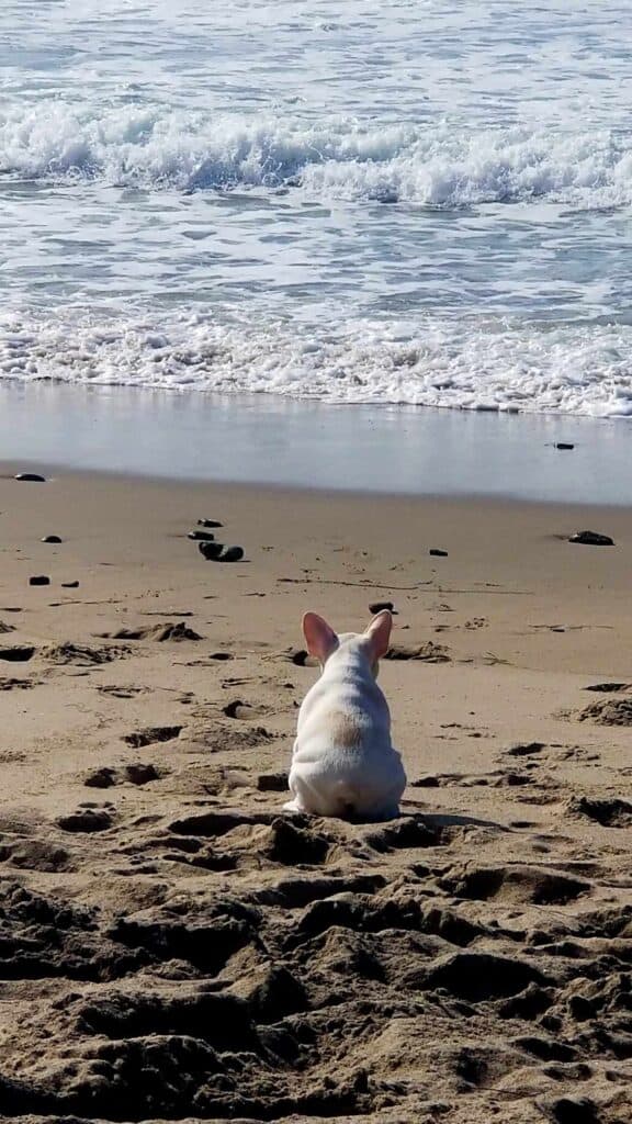 A white frenchie sits on the sand looking out on the ocean