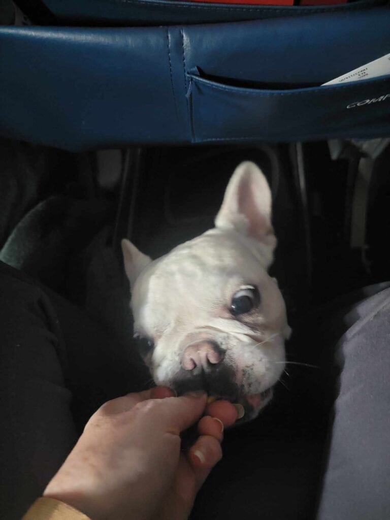 A white frenchie popping out of an airline carrier to get a treat