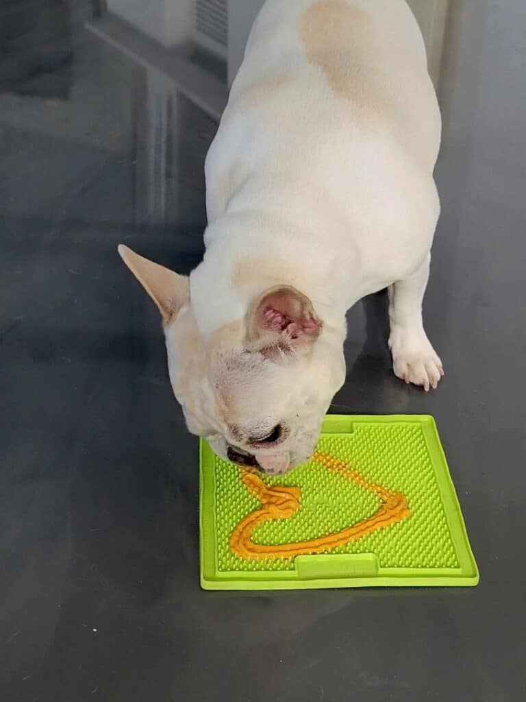 A white french bulldog licking peanutbutter shaped like a heart off a bright green silicone licking pad