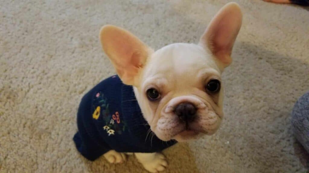 A frenchie puppy with a blue sweater with embroidered flowers