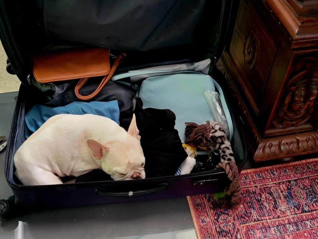 A white frenchie sleeping in a suitcase full of clothes and a dog toy