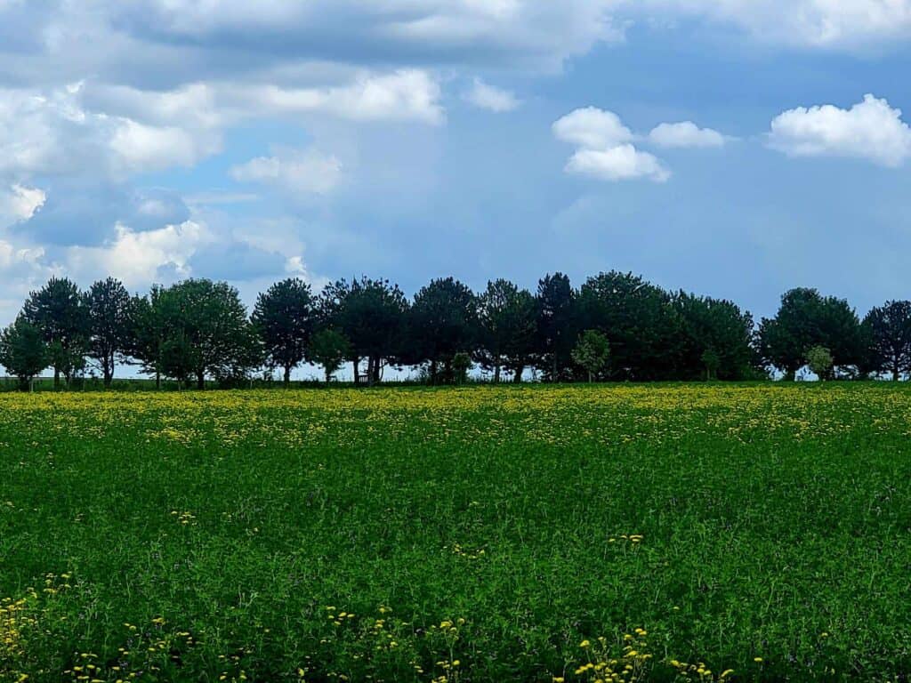 A green field with tiny yellow flowers and a row of deciduous trees. The sky is grey blue with white clouds