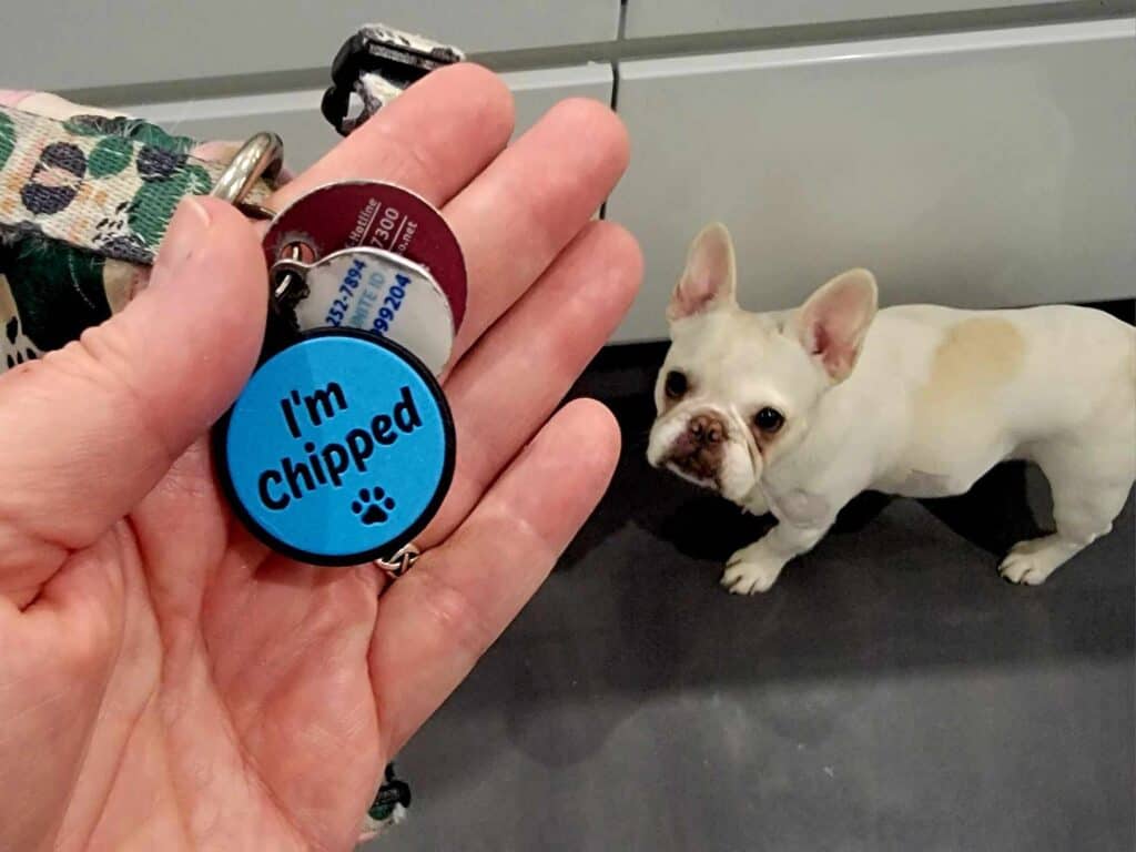 A white frenchie looking up at a collar tag that says I'm Chipped with a small black paw print.