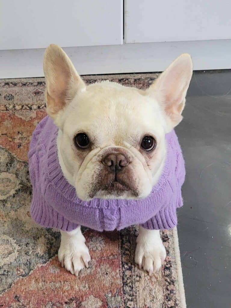 A white frenchy sits on an oriental carpet wearing a lavender cable knit sweater looking at the camera