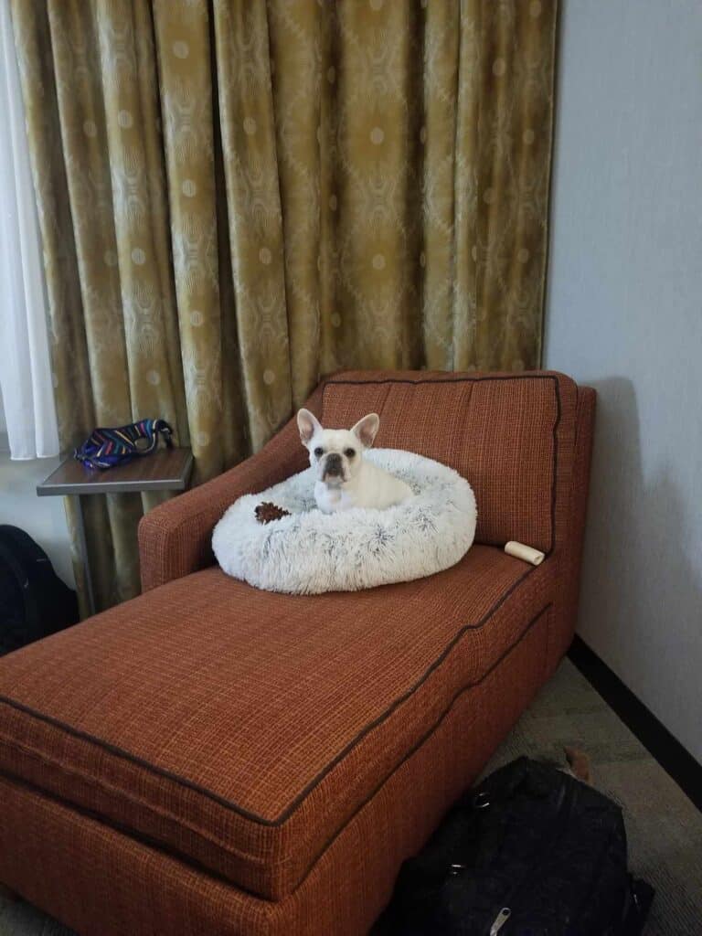 A white frenchie in a white fuzzy bed sitting on an orange chaise in a hotel room with gold curtains