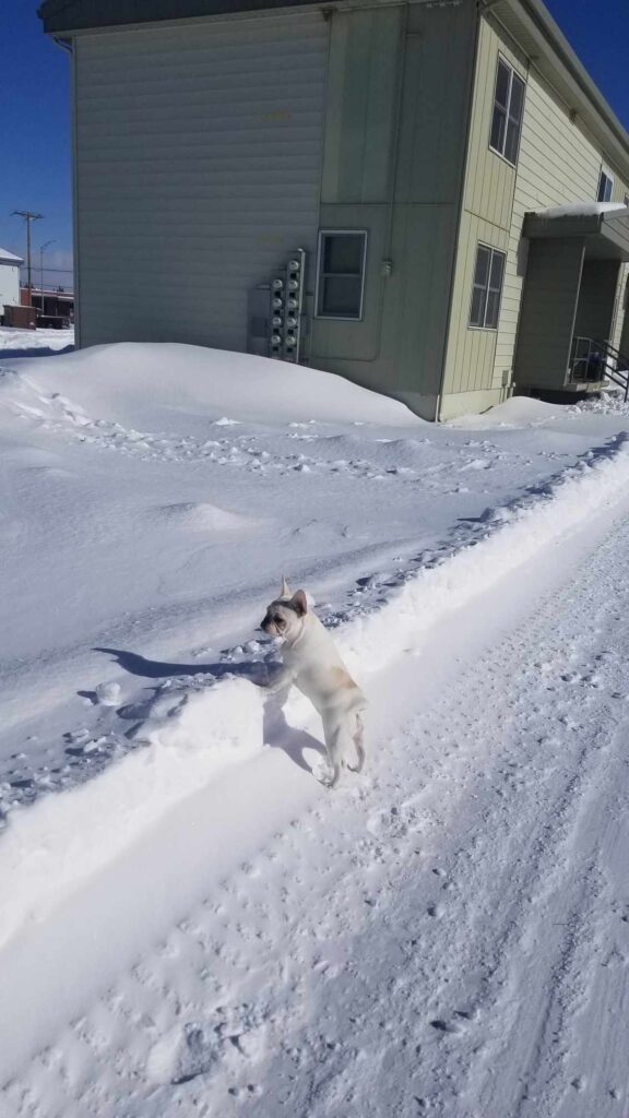 A white french bulldog stands on a snowy road peeking over the berm