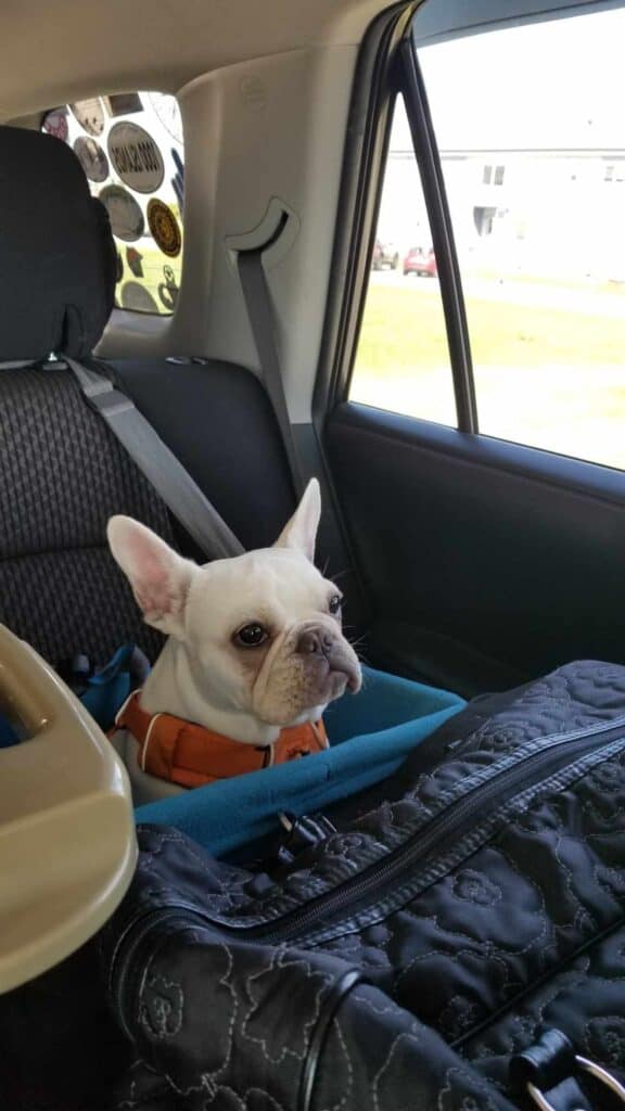 A white frenchie in an orange harness sitting in a blue carseat in a packed car