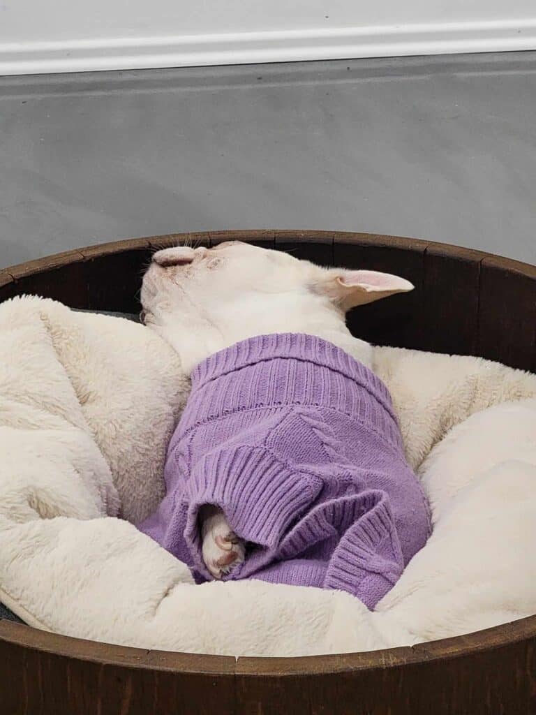 A white frenchie passed out on her back in a fuzzy white bed wearing a lavender cable knit sweater