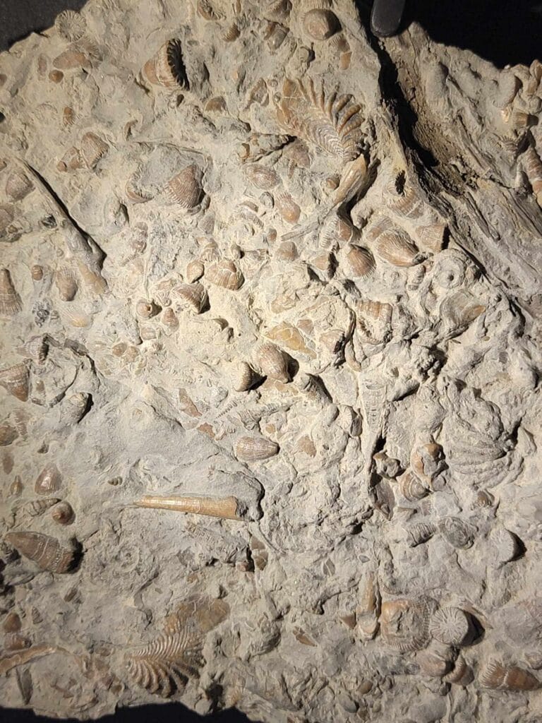 A huge limestone fossil slab filled with shells