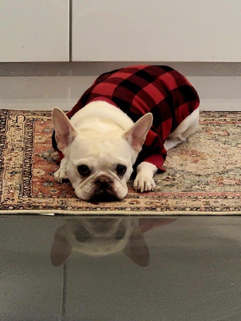 A white frenchie in buffalo plaid pajamas lying on an oriental rug