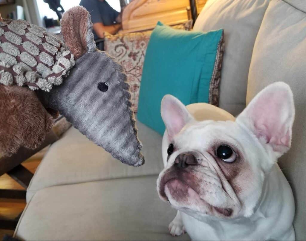 A french bulldog gazes at a stuffed armadillo toy