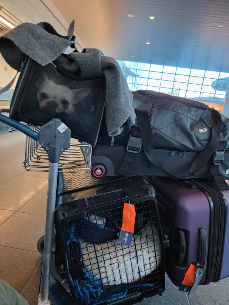 A luggage cart at the airport piled high with bags, and a frenchie peering out of a black travel bag on the top of the pile