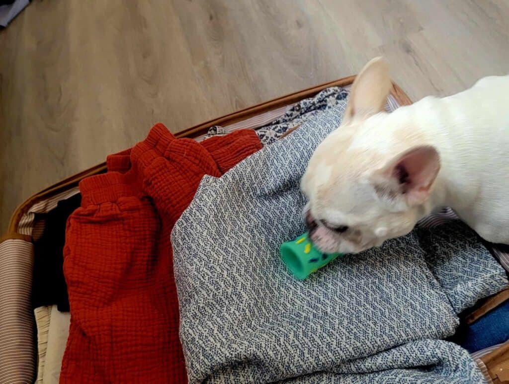 Helga the frenchie packs a small rubber toy in mom's suitcase full of clothes.