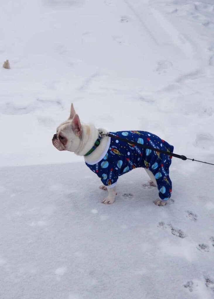 A white frenchie wearing space pajamas standing in the snow