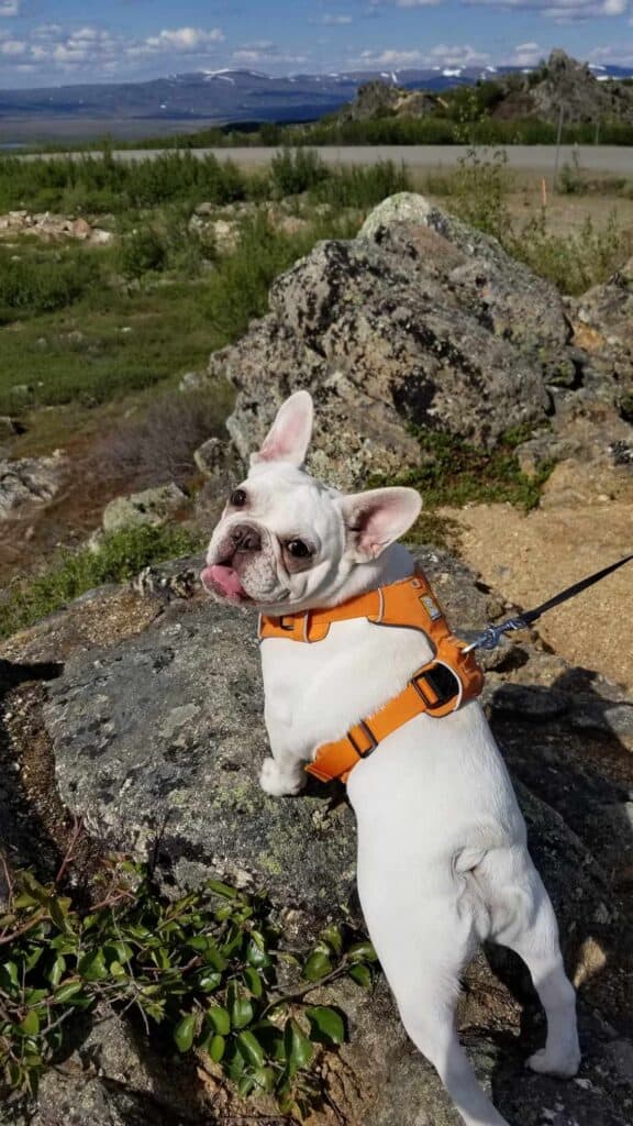 A white frenchie in Alaska with an orange Ruffwear harness