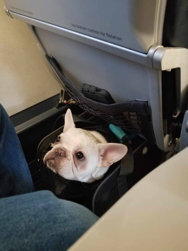 A white frenchie with her head looking out from an airline pet carrier