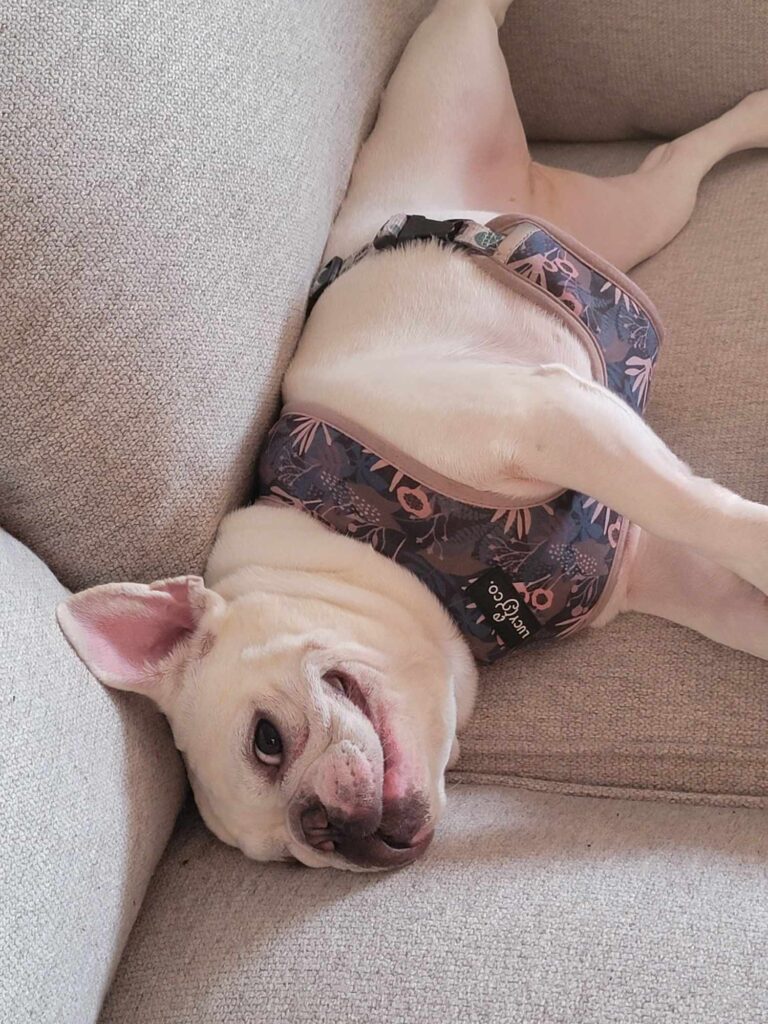 A white frenchie lying on her back on a grey couch searing a tropical design harness and looking at the camera