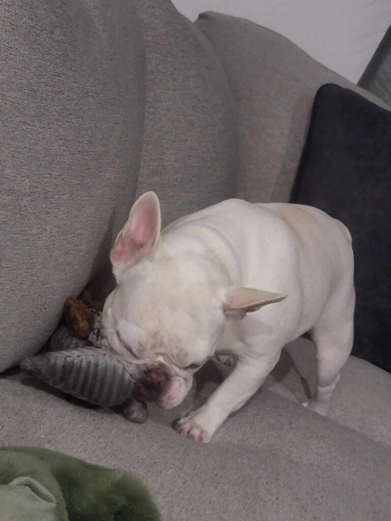 A white frenchie chewing on a stuffed armadillo