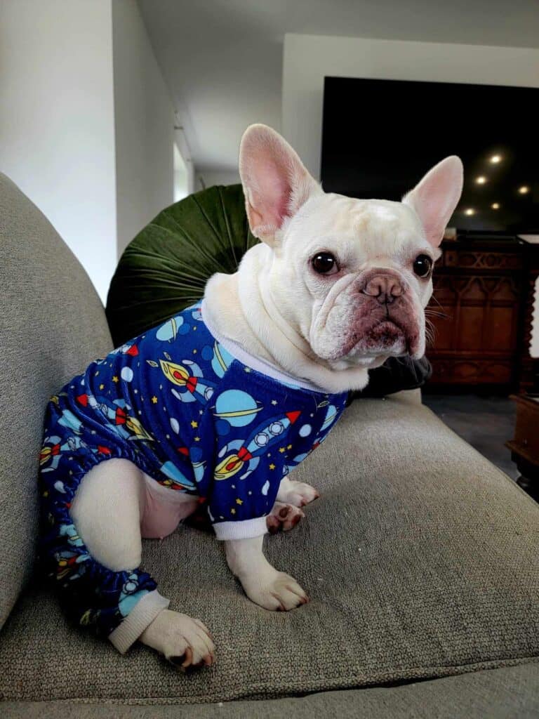 A white frenchie wearing space pajamas sitting on the couch looking at the camera