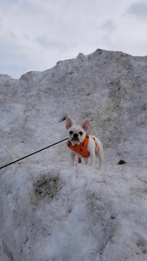 A french bulldog in an orange Ruffwear harness on top of a mountain of snow