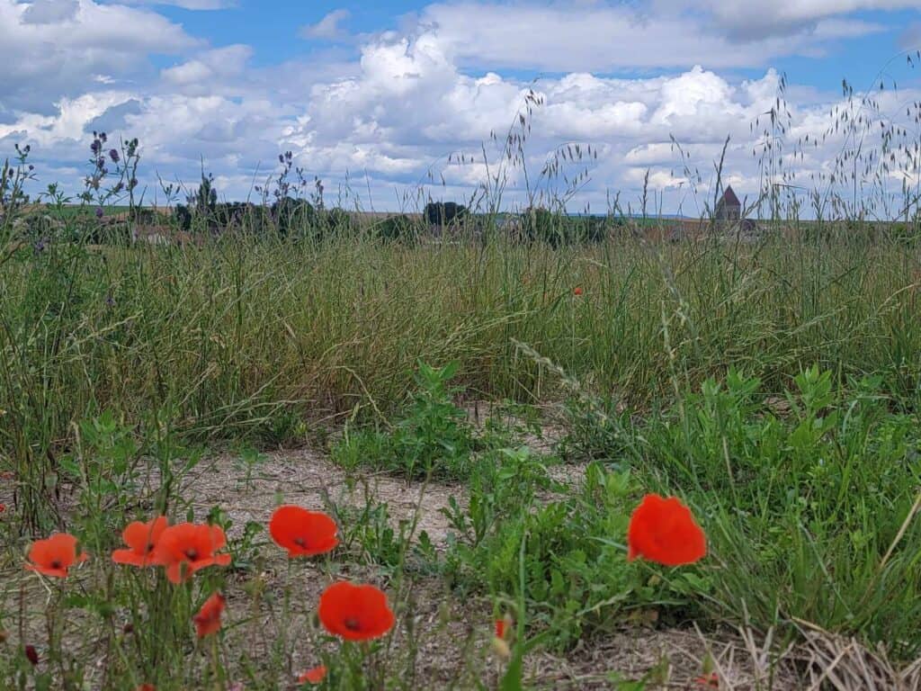 A field with a small village in the background and red poppies close to the camera