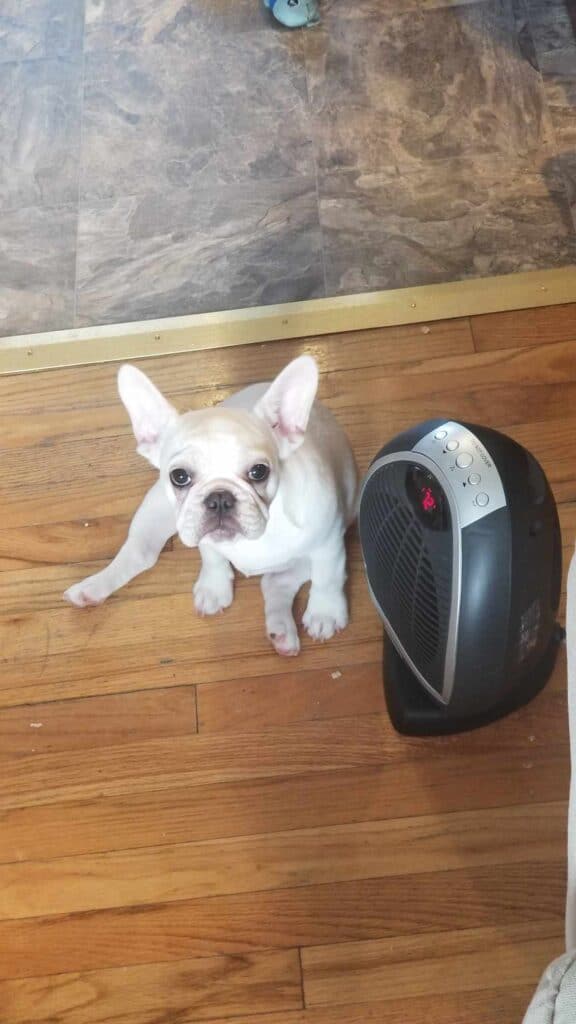 A white frenchie sitting on a wooden floor next to a black space heater