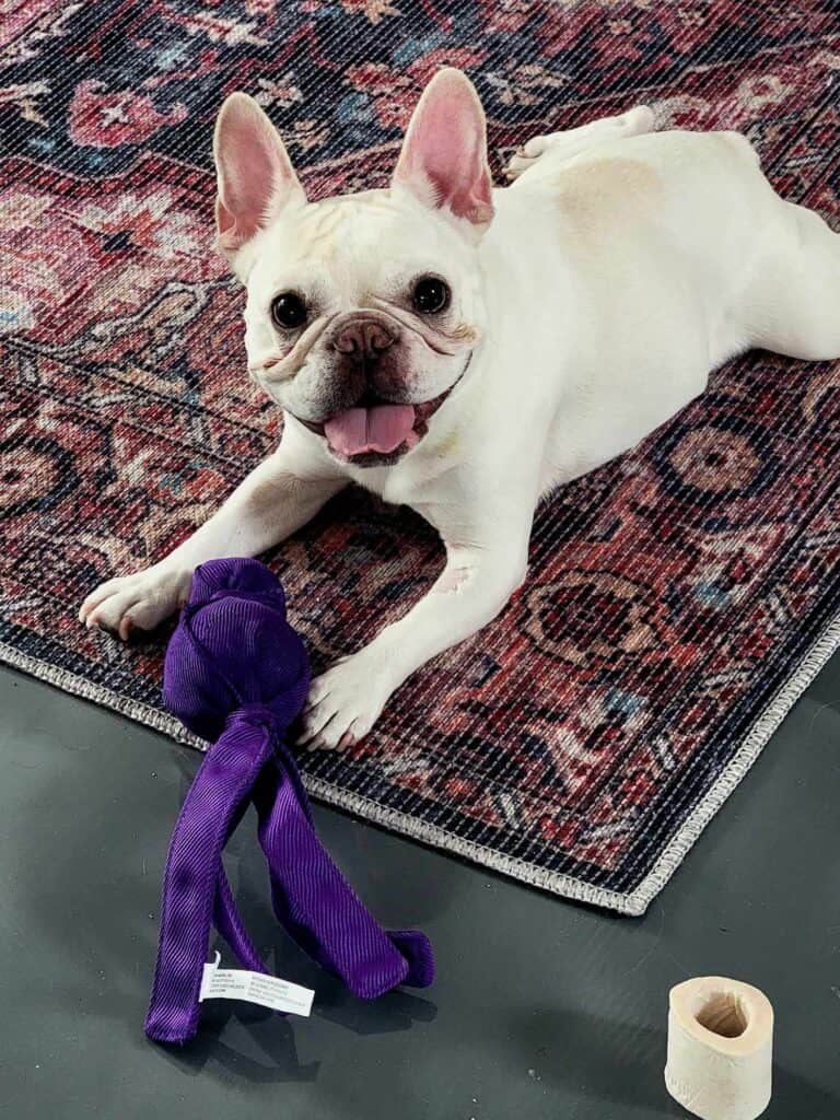 A white frenchie smiling and laying on a carpet with a purple Kong Wubba toy