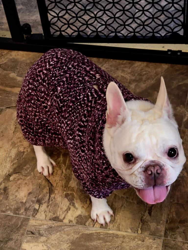 A white frenchie smiling with tongue out wearing a knit purple sweater