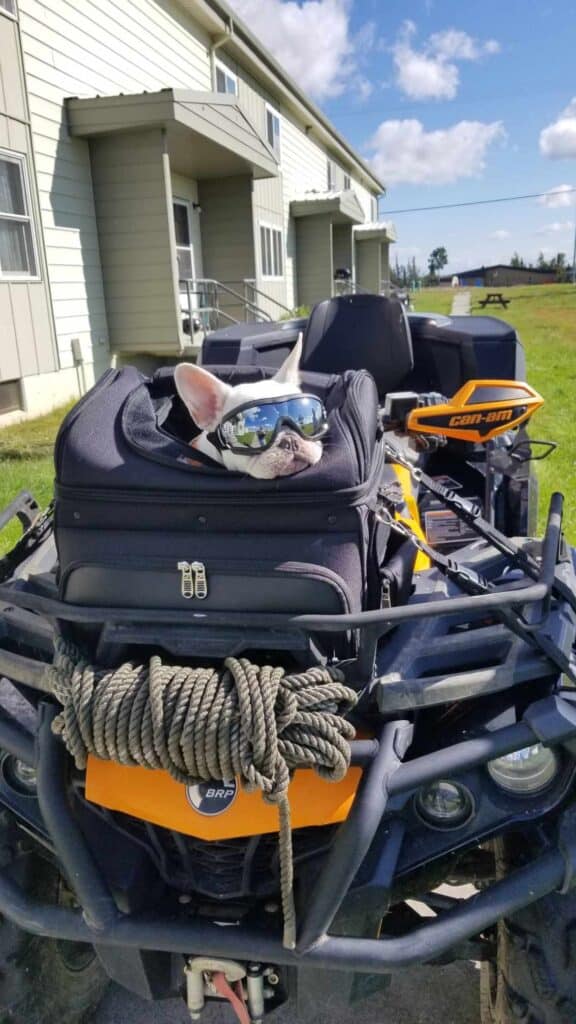 A white frenchie wearing mirrored goggles inside a black motorcycle bag affixed to the front of an orange ATV