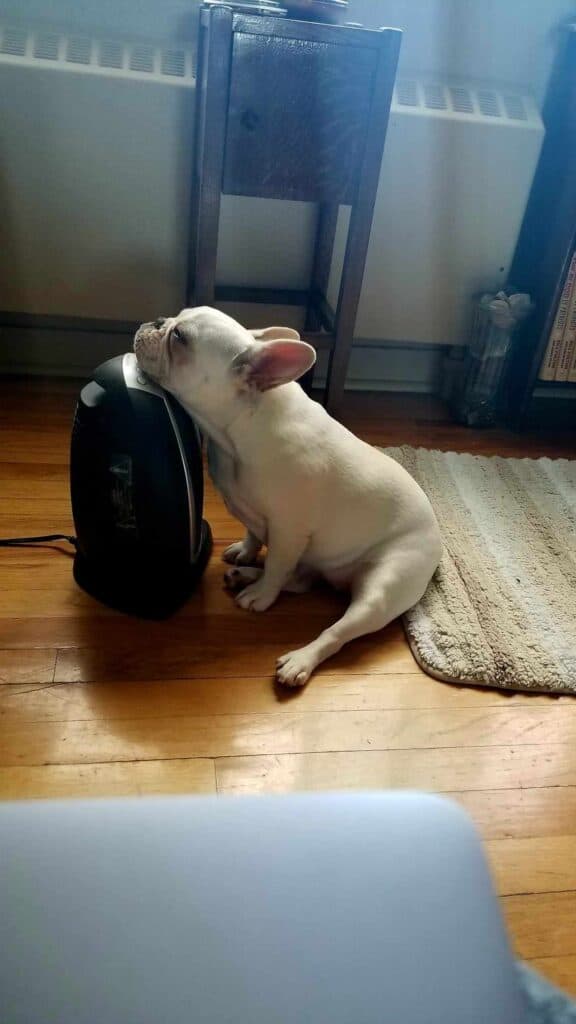 A frenchie with her chin on top of a space heater blissing out with eyes closed.