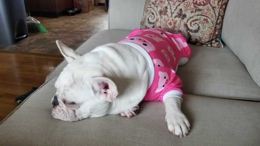 A white frenchie peacefully sleeping on a beige sofa wearing pink piggy pajamas