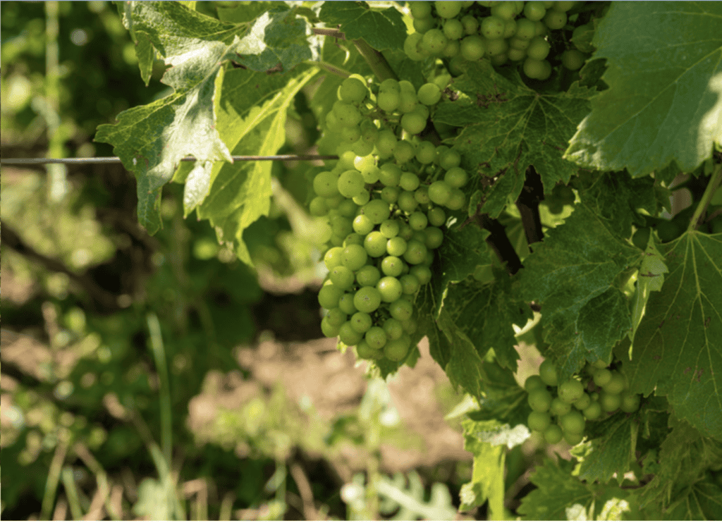 Green champagne grapes on the vine