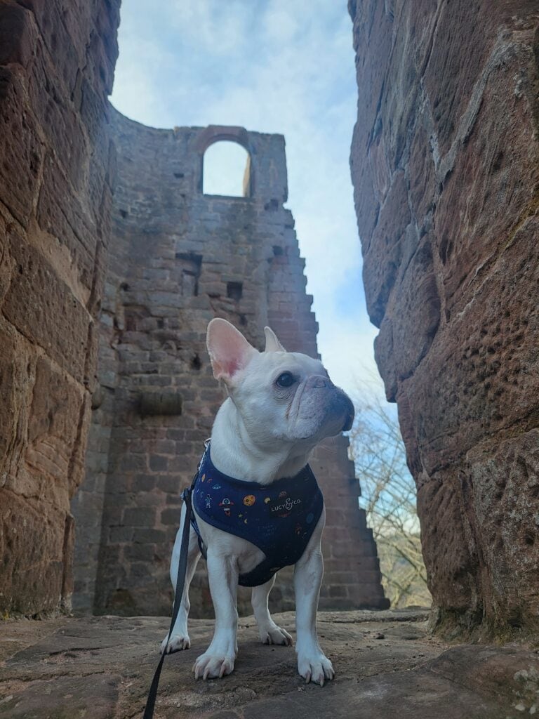 A white french bulldog in a blue harness stands on a castle window sill contemplating the masonry