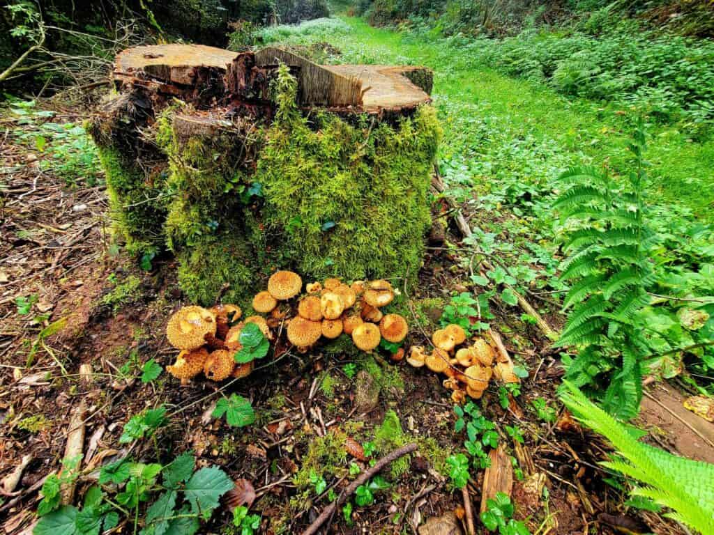 A spray of yellow mushrooms on a moss-covered stump and a forest floor covered with ivy