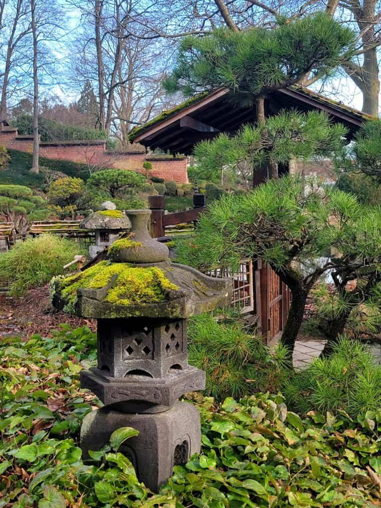 A moss covered Japanese lantern next to a pine tree