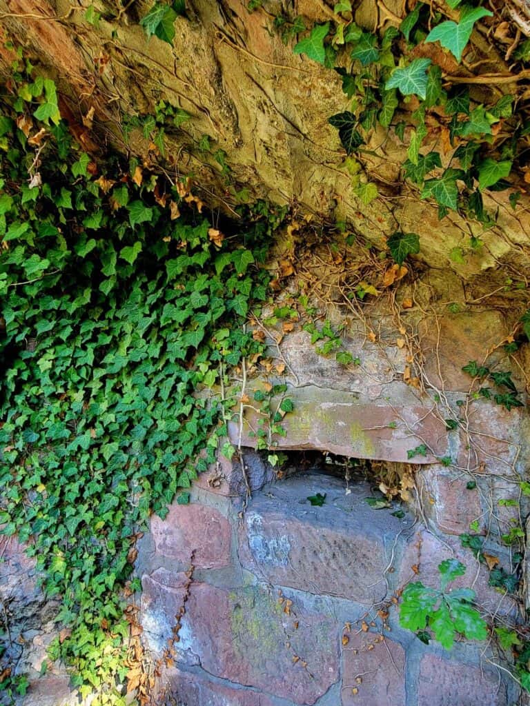 A horizontal arrow slit in a sanstone brick wall with ivy on it