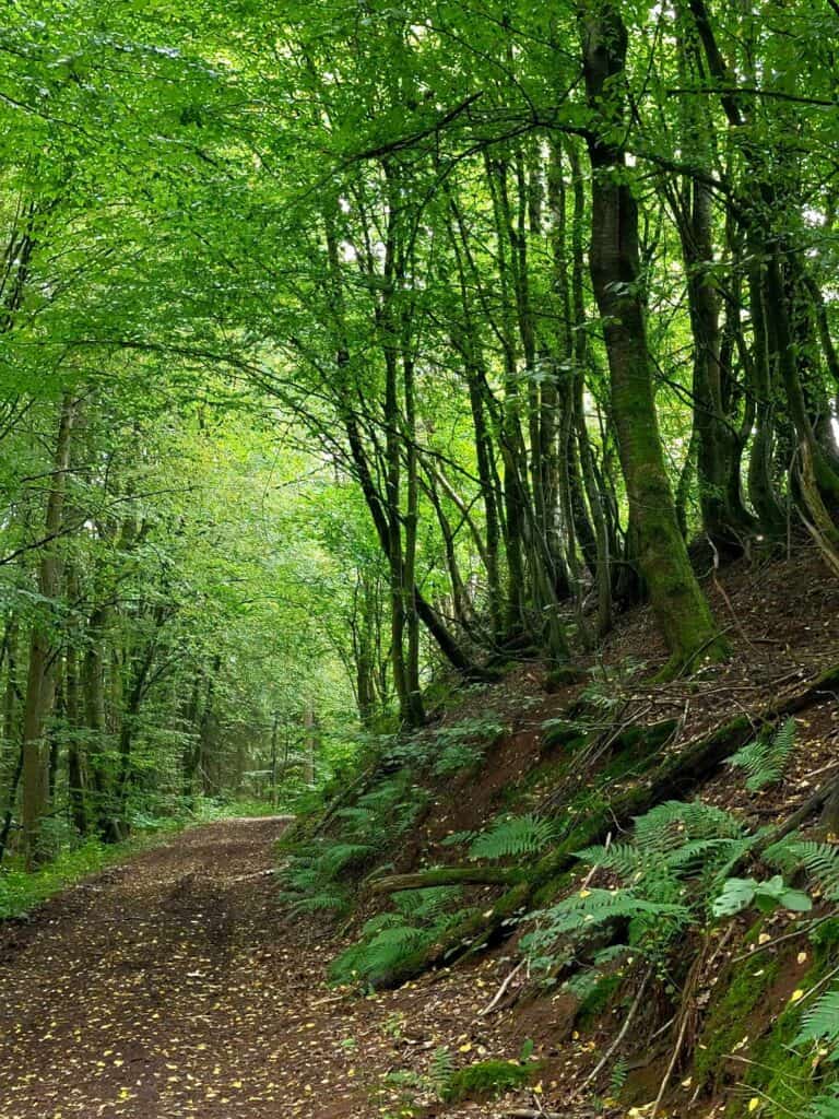 A serene path curves away into a tunnel made of tree canopies