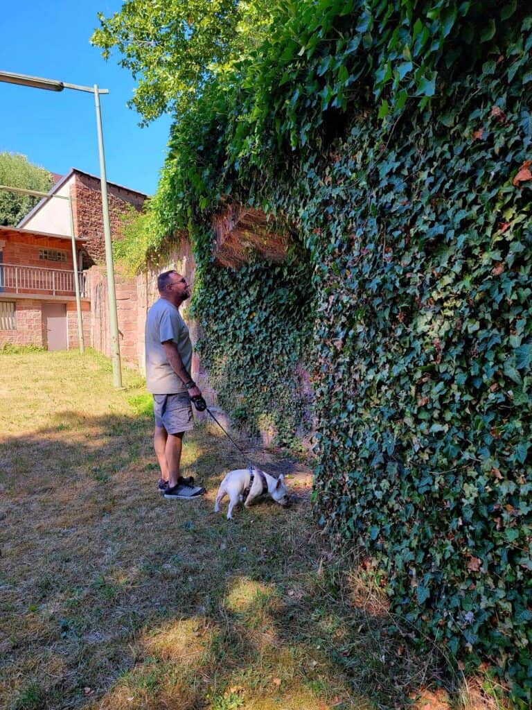 A man and a white french bulldog examine an ivy covered wall with an arch in it