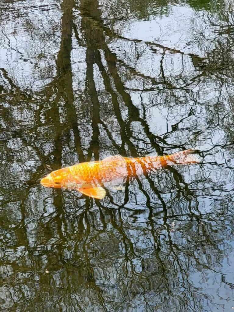 An orange carp in a pond with the reflection of trees