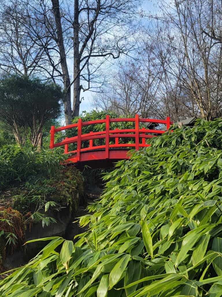 A painted red Japanese bridge over a brook with cherry laurels in front