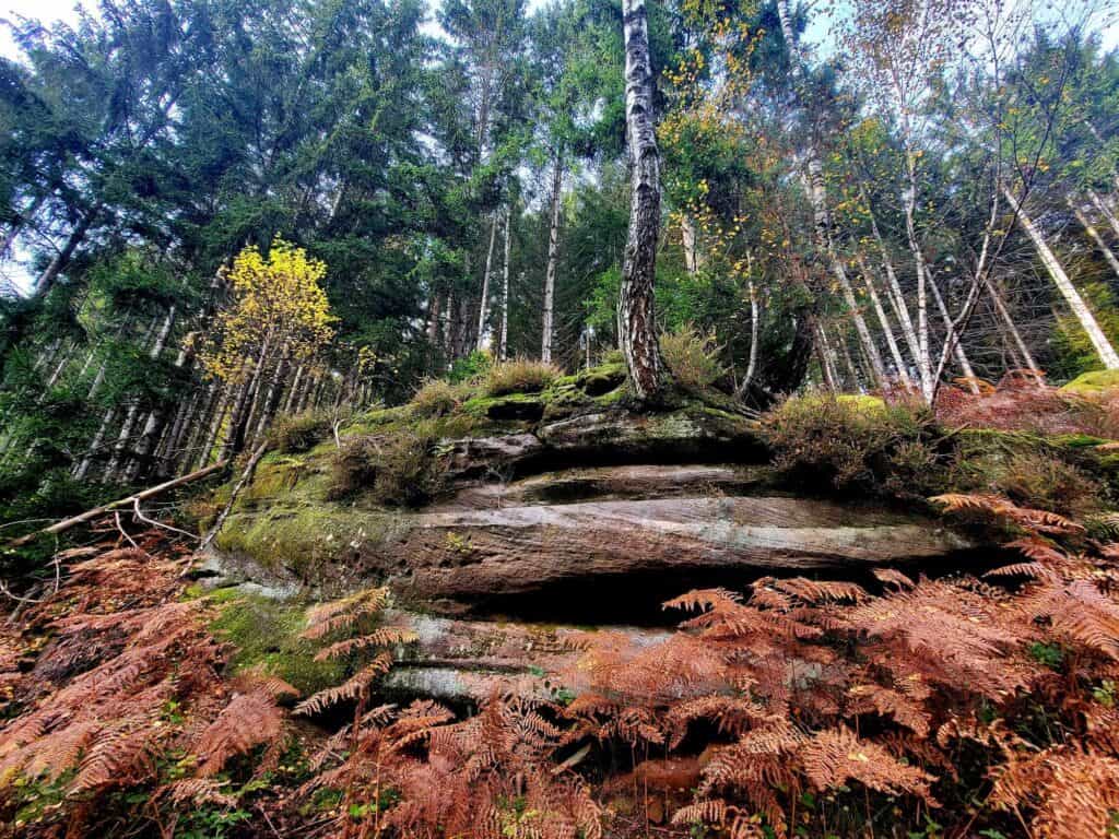 Brown ferns sit at the base of a layered sandstone formation covered with birch trees, one of which has turned yellow